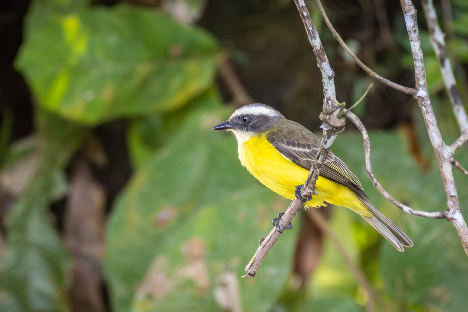 image Social Flycatcher